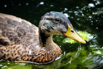 UK duck swimming in a river