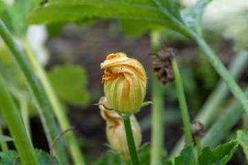 Close up of the orange blossom of a blooming courgette plant in the garden 