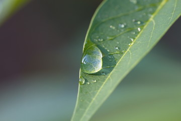 Close up of water raindrop on green leaf