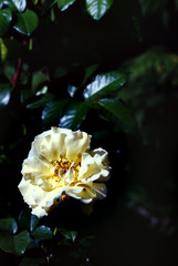 white rose