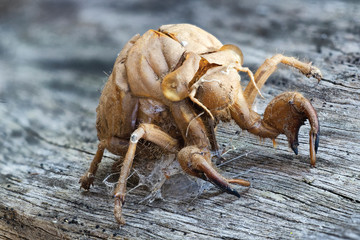 Old cicada shell
