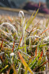 Dew Covering the Grass