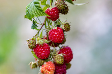 Close up of fresh red ripe raspberries