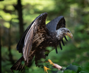 Young Bald Eagle Flapping Wings