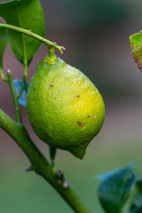 Close up of unripe green lemon 
