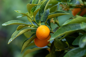 Close up of orange ripe kumquat fruits in the garden in summer hanging at the kumquat bush