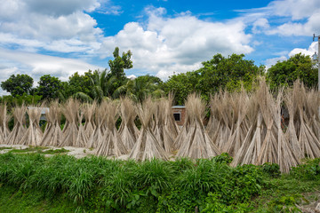 Fototapeta premium Bangladesh – August 06, 2019: A sunny day, Blue white green and brown color layer in beautiful bangladesh jute drying scene at Madhabdi, Narsingdi, Bangladesh.
