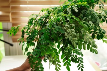 Hand holding fresh Moringa/ Muringa leaves, selective focus