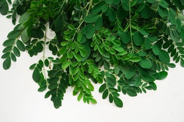 Fresh Moringa or Muringa leaves isolated on white, selective focus