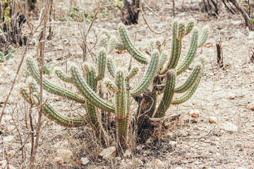 Landscape of the Caatinga in Brazil. Cactus known as xique-xique