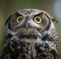 Great Horned Owl