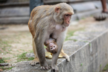 Baby monkey looks directly at the camera while hanging upside down from his mother
