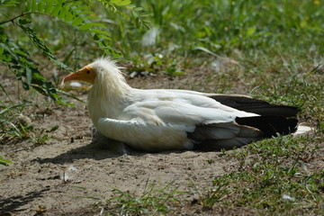 Geier