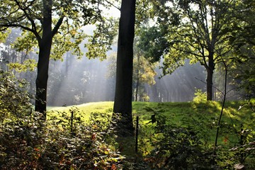  morning fog in the forest