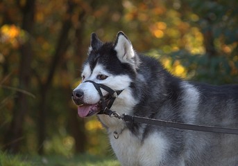 portrait of siberian husky