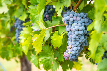 Lush Wine Grapes Clusters Hanging On The Vine