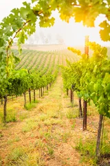 Tuinposter Prachtige wijndruivenwijngaard in de ochtendzon © Andy Dean