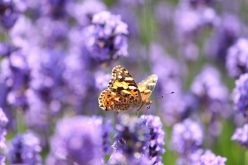 butterfly on flower