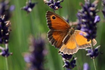 butterfly on flower