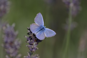 butterfly on a flower