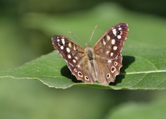 butterfly on a leaf
