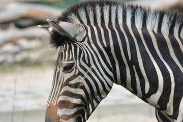 Zebra