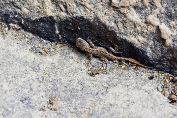 Tiny Brown Lizard 02