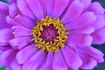 Fototapeta premium Pink Zinnia Floret Mandala 06