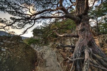 Old rooty pine tree at Plancheskiye Rocks, Seversky District, Krasnodar Region, West Caucasus, Russia. Scenic sunny autumn blue sky landscape of Caucasus Mountains forest.