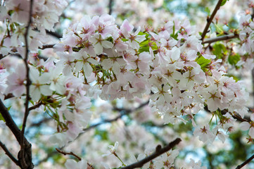 Cherry Blossoms
