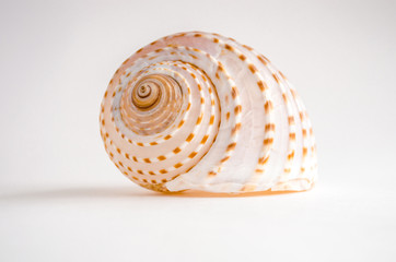 Sea shell tropical mollusk isolated on white