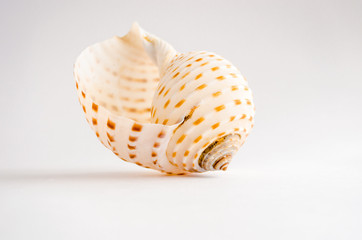 Sea shell tropical mollusk isolated on white