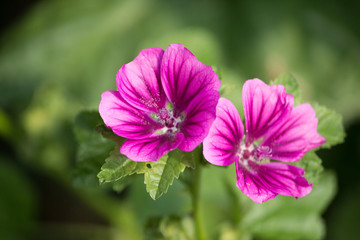 pink flower in garden