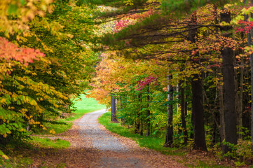 Gravel road leading through a canopy of trees.