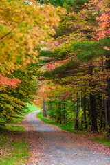 Gravel road leading through a canopy of trees.