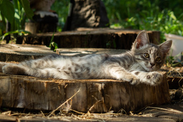 little grey cat, fur animal, pet for house 