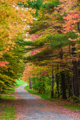 Gravel road leading through a canopy of trees.