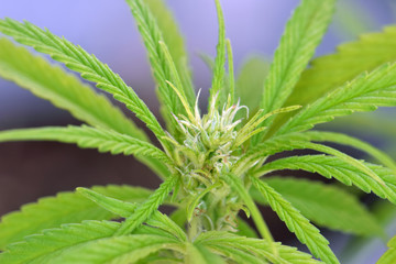 Heavy Ooey Gooey Tiny Cannabis Bud 03