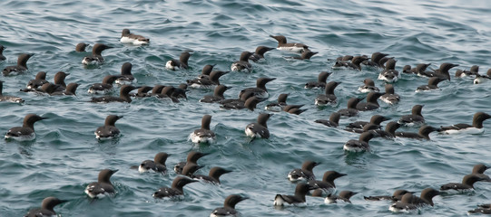 Common Murres, St. Lazaria Island, Alaska