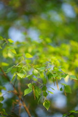 Obraz premium Birch branches on tree in the spring