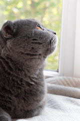 a ray of light in the cat's eyes