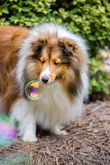 Sheltie Bubbles
