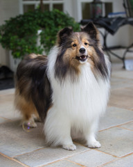 Sheltie Bubbles