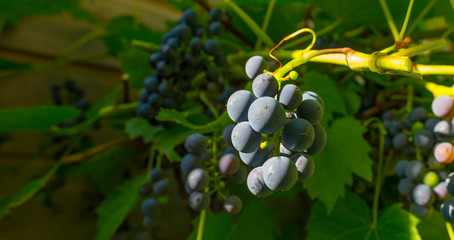 Vine with grapes in a garden in sunlight in summer