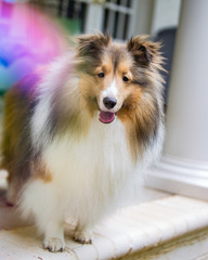 Sheltie Bubbles