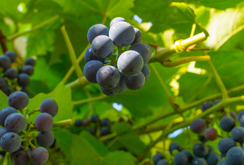 Vine with grapes in a garden in sunlight in summer