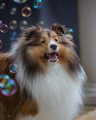 Fototapeta premium Sheltie Bubbles