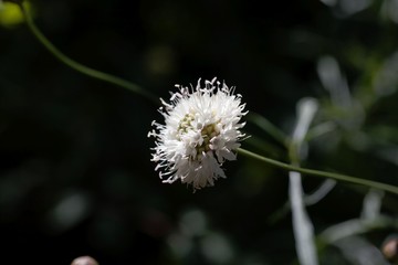 Flower of Cephalaria leucantha