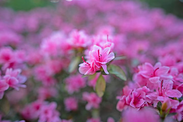 Obraz premium Small Pink Azalea with Wide Angle Lens