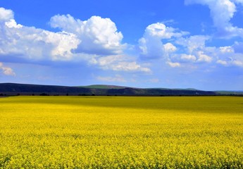 Obraz premium a field of blooming canola and clouds in the sky